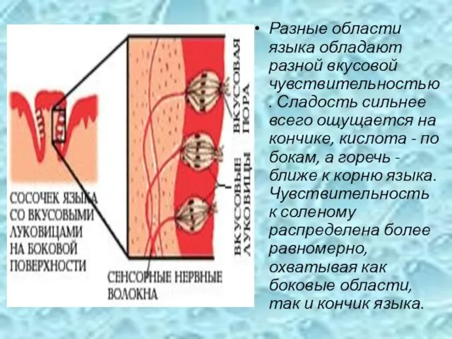 Разные области языка обладают разной вкусовой чувствительностью. Сладость сильнее всего ощущается на