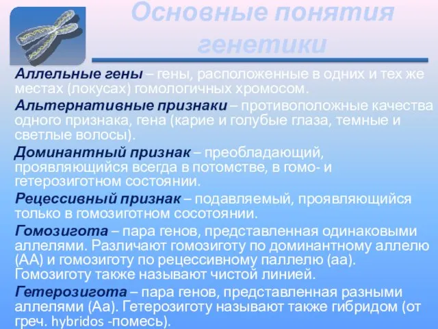 Основные понятия генетики Аллельные гены – гены, расположенные в одних и тех