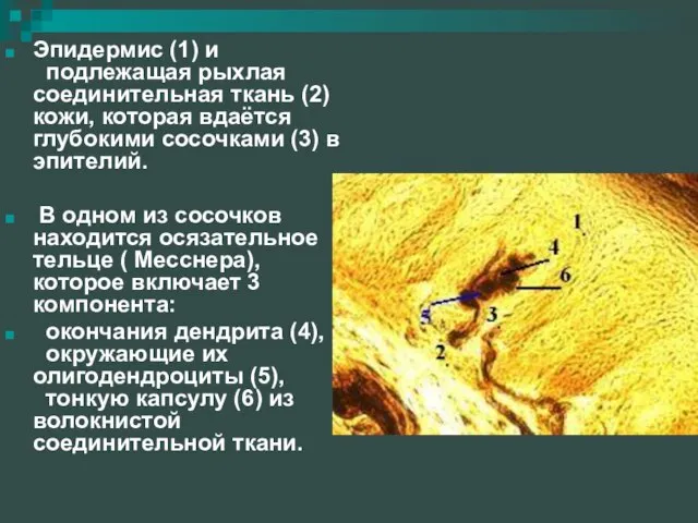 Эпидермис (1) и подлежащая рыхлая соединительная ткань (2) кожи, которая вдаётся глубокими