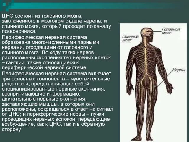 ЦНС состоит из головного мозга, заключенного в мозговом отделе черепа, и спинного