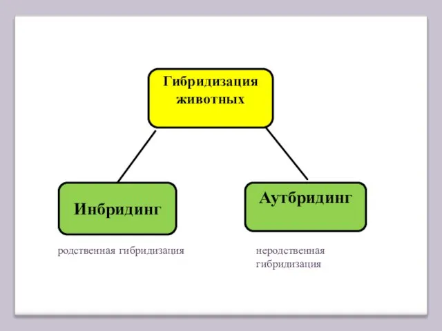 Гибридизация животных Аутбридинг Инбридинг родственная гибридизация неродственная гибридизация