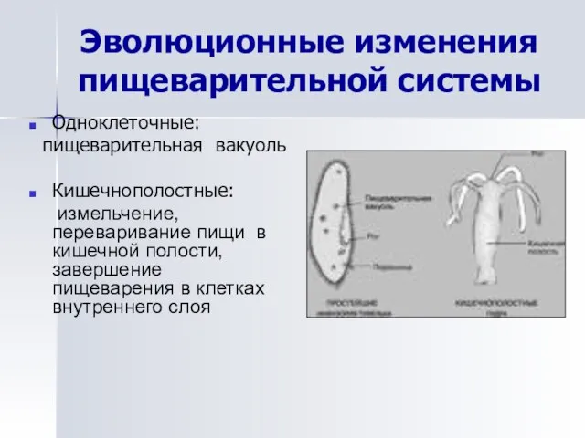 Эволюционные изменения пищеварительной системы Одноклеточные: пищеварительная вакуоль Кишечнополостные: измельчение, переваривание пищи в