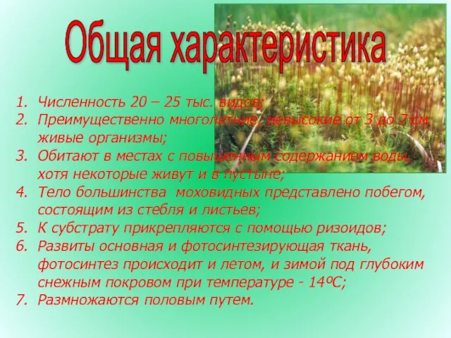 Численность 20 – 25 тыс. видов; Преимущественно многолетние, невысокие от 3 до