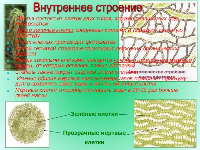 Внутреннее строение Листья состоят из клеток двух типов, хорошо различимых под микроскопом