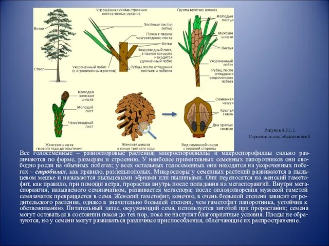 Все голосеменные – разноспоровые растения; микроспорофиллы и макроспорофиллы сильно раз-личаются по форме,