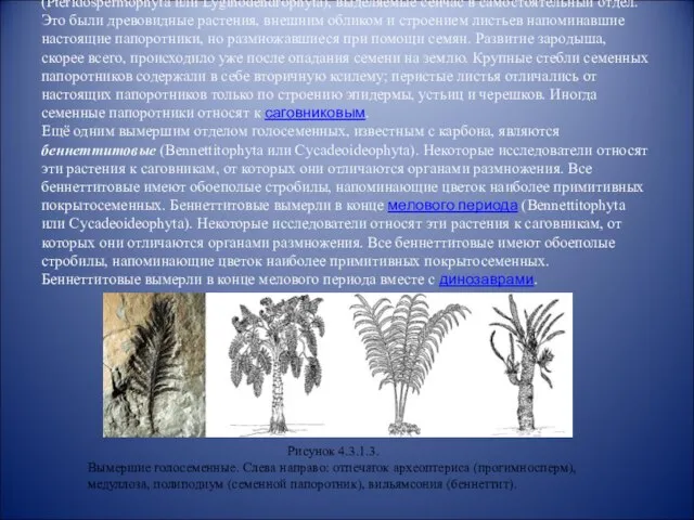 Значительно более сложными по строению являлись семенные папоротники (Pteridospermophyta или Lyginodendrophyta), выделяемые