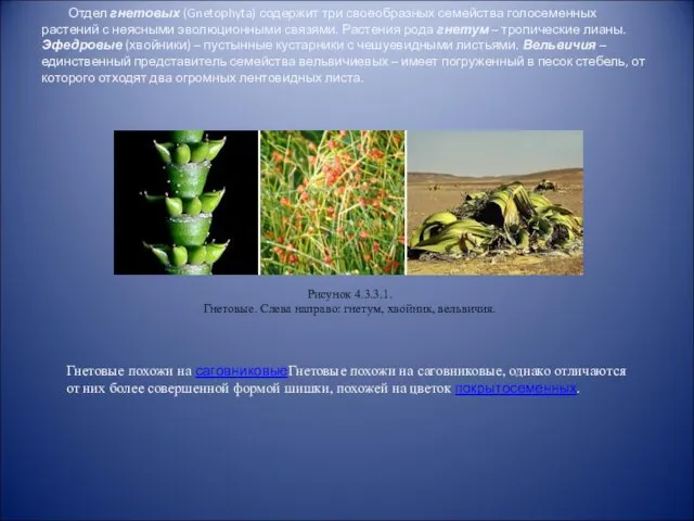 Отдел гнетовых (Gnetophyta) содержит три своеобразных семейства голосеменных растений с неясными эволюционными