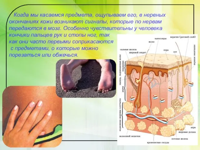Когда мы касаемся предмета, ощупываем его, в нервных окончаниях кожи возникают сигналы,