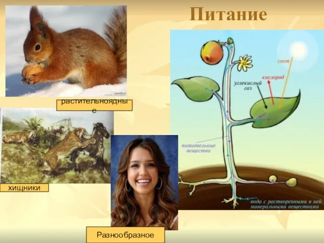 Питание хищники растительноядные Разнообразное