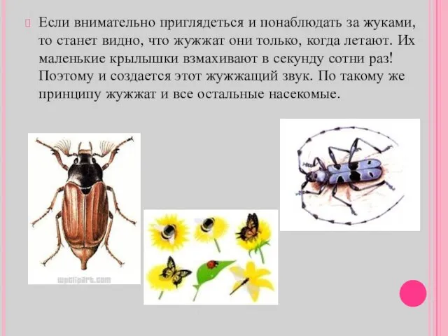 Если внимательно приглядеться и понаблюдать за жуками, то станет видно, что жужжат