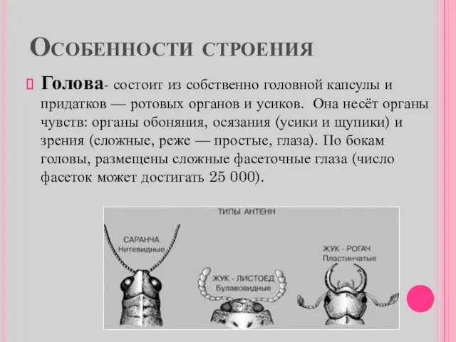 Особенности строения Голова- состоит из собственно головной капсулы и придатков — ротовых