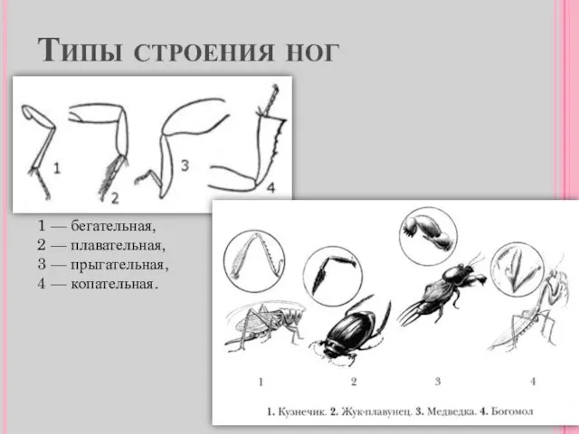 Типы строения ног 1 — бегательная, 2 — плавательная, 3 — прыгательная, 4 — копательная.