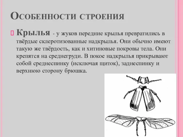 Особенности строения Крылья - у жуков передние крылья превратились в твёрдые склеротизованные