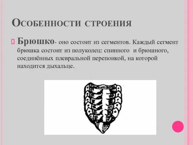 Особенности строения Брюшко- оно состоит из сегментов. Каждый сегмент брюшка состоит из