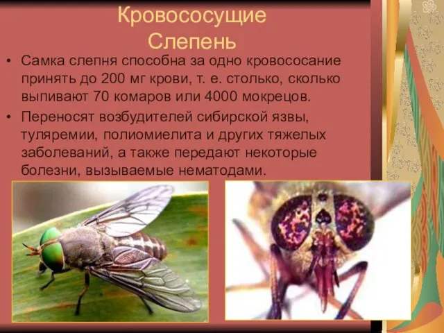 Кровососущие Слепень Самка слепня способна за одно кровососание принять до 200 мг