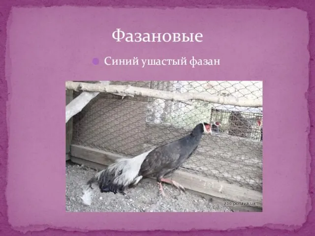 Синий ушастый фазан Фазановые