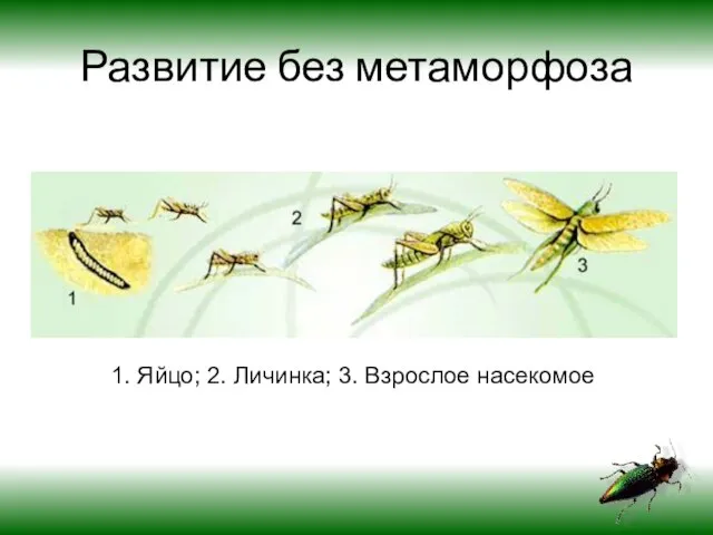 Развитие без метаморфоза 1. Яйцо; 2. Личинка; 3. Взрослое насекомое