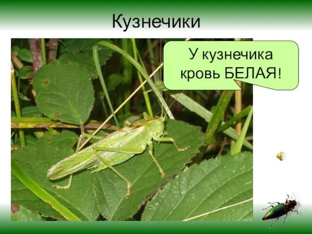 Кузнечики У кузнечика кровь БЕЛАЯ!