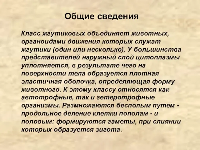 Общие сведения Класс жгутиковых объединяет животных, органоидами движения которых служат жгутики (один