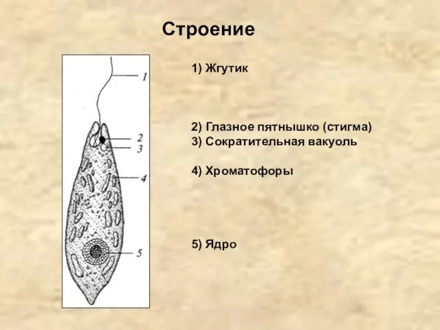 1) Жгутик 2) Глазное пятнышко (стигма) 3) Сократительная вакуоль 4) Хроматофоры 5) Ядро Строение