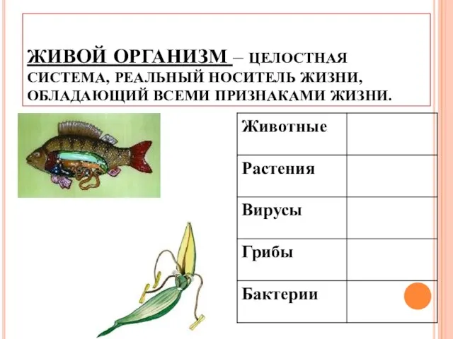 ЖИВОЙ ОРГАНИЗМ – ЦЕЛОСТНАЯ СИСТЕМА, РЕАЛЬНЫЙ НОСИТЕЛЬ ЖИЗНИ, ОБЛАДАЮЩИЙ ВСЕМИ ПРИЗНАКАМИ ЖИЗНИ.