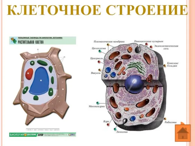 КЛЕТОЧНОЕ СТРОЕНИЕ