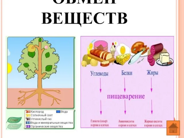 ОБМЕН ВЕЩЕСТВ