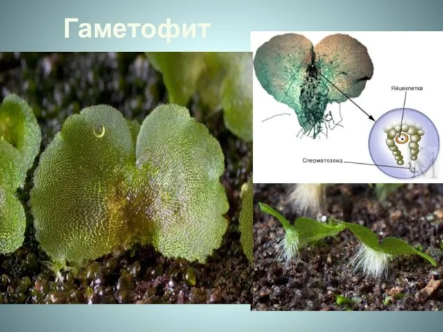 Гаметофит Гаметофит, называемый заростком - тонкая зеленая пластинка диаметром обычно ок. 6