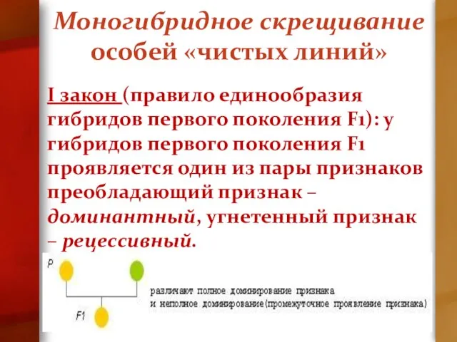 Моногибридное скрещивание особей «чистых линий» I закон (правило единообразия гибридов первого поколения