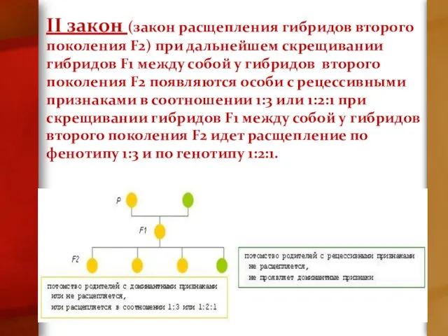 II закон (закон расщепления гибридов второго поколения F2) при дальнейшем скрещивании гибридов