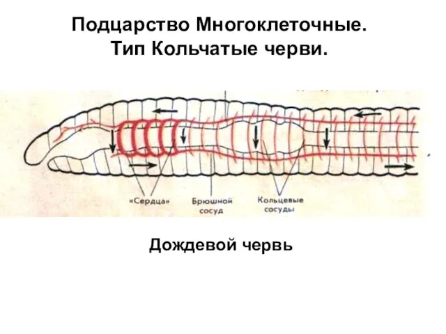 Подцарство Многоклеточные. Тип Кольчатые черви. Дождевой червь