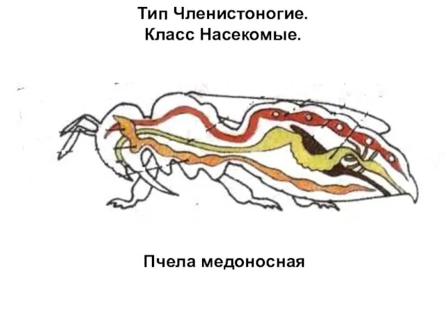 Тип Членистоногие. Класс Насекомые. Пчела медоносная