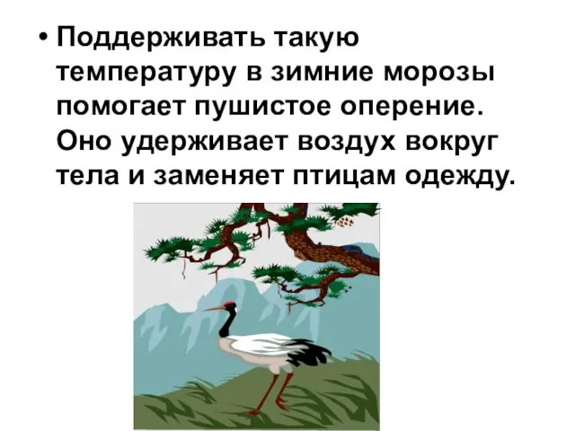 Поддерживать такую температуру в зимние морозы помогает пушистое оперение. Оно удерживает воздух