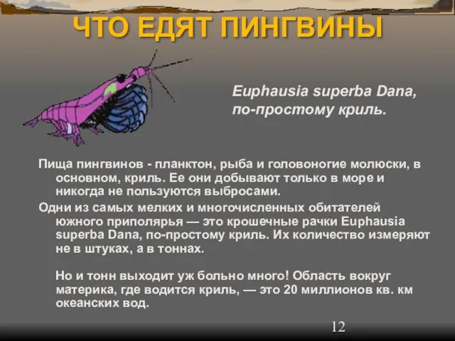 ЧТО ЕДЯТ ПИНГВИНЫ Пища пингвинов - планктон, рыба и головоногие молюски, в