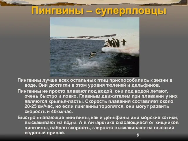 Пингвины – суперпловцы Пингвины лучше всех остальных птиц приспособились к жизни в