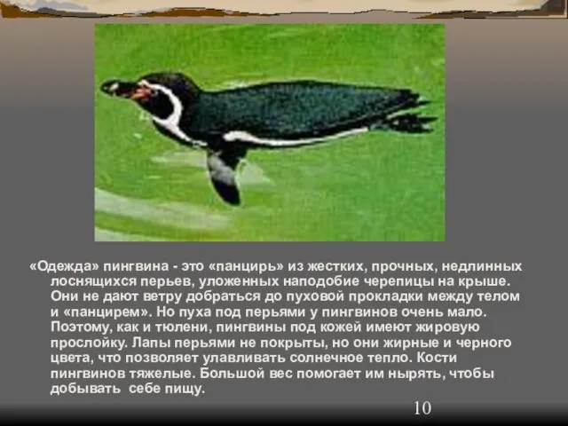 «Одежда» пингвина - это «панцирь» из жестких, прочных, недлинных лоснящихся перьев, уложенных