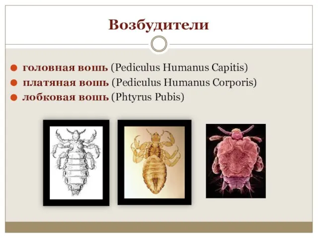 Возбудители головная вошь (Pediculus Humanus Capitis) платяная вошь (Pediculus Humanus Corporis) лобковая вошь (Phtyrus Pubis)