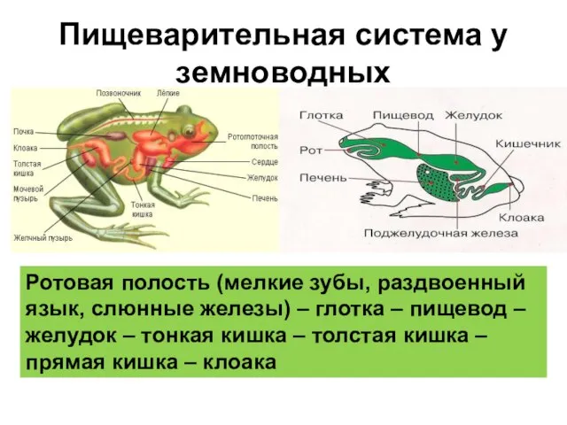 Пищеварительная система у земноводных Ротовая полость (мелкие зубы, раздвоенный язык, слюнные железы)