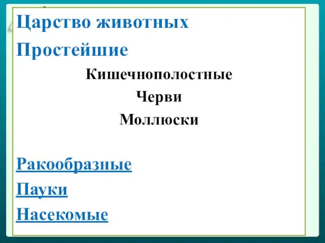 Царство животных Простейшие Кишечнополостные Черви Моллюски Ракообразные Пауки Насекомые