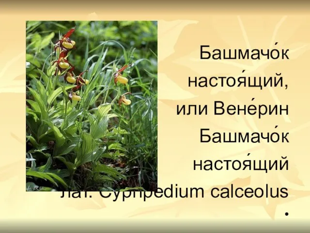 Башмачо́к настоя́щий, или Вене́рин Башмачо́к настоя́щий лат. Cypripedium calceolus