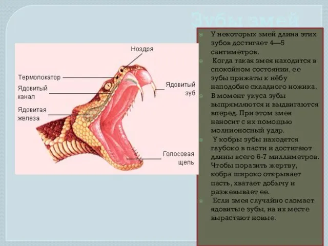 Зубы змей У некоторых змей длина этих зубов достигает 4—5 сантиметров. Когда