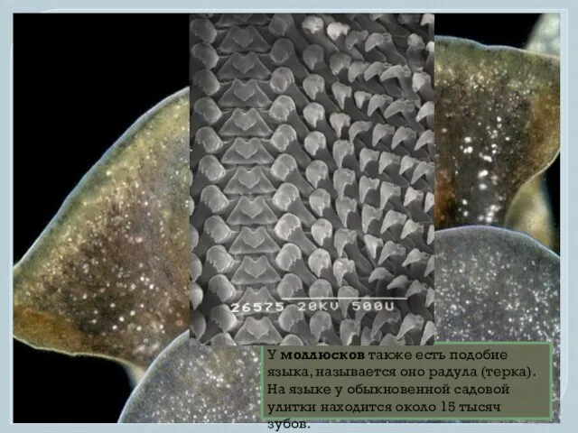 У моллюсков также есть подобие языка, называется оно радула (терка). На языке