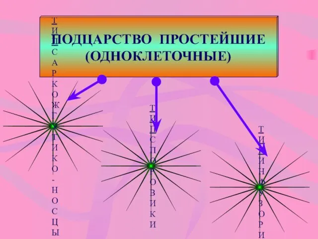 ПОДЦАРСТВО ПРОСТЕЙШИЕ (ОДНОКЛЕТОЧНЫЕ)