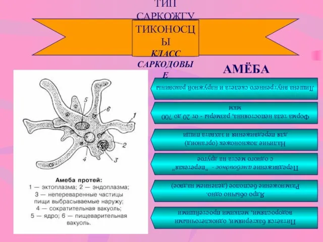 ТИП САРКОЖГУТИКОНОСЦЫ КЛАСС САРКОДОВЫЕ АМЁБА Лишена внутреннего скелета и наружной раковины Форма