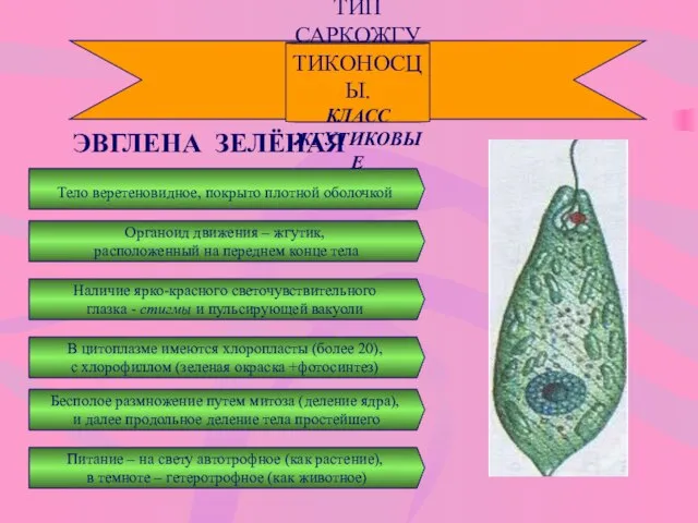 ТИП САРКОЖГУТИКОНОСЦЫ. КЛАСС ЖГУТИКОВЫЕ ЭВГЛЕНА ЗЕЛЁНАЯ Тело веретеновидное, покрыто плотной оболочкой Наличие