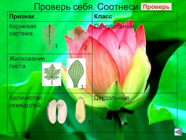 Проверь себя. Соотнеси. Проверь