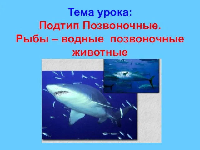 Тема урока: Подтип Позвоночные. Рыбы – водные позвоночные животные