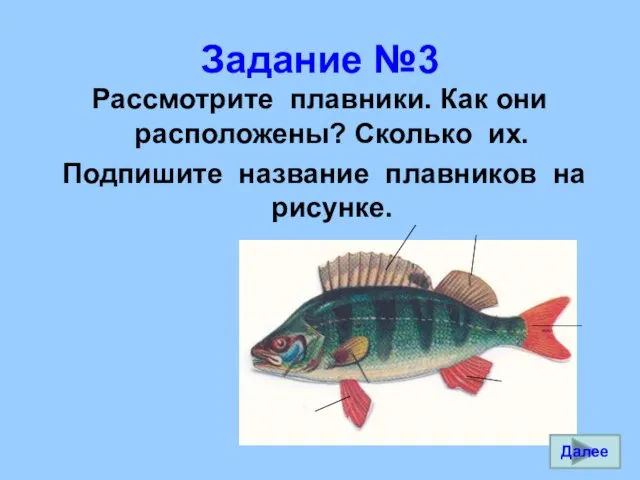 Задание №3 Рассмотрите плавники. Как они расположены? Сколько их. Подпишите название плавников на рисунке. Далее