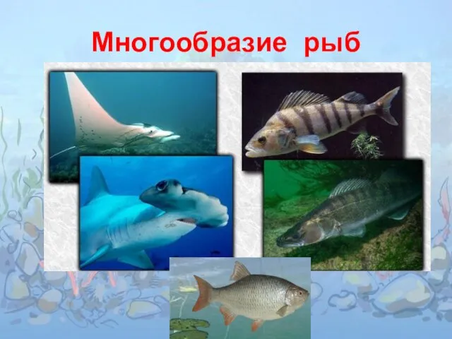 Многообразие рыб