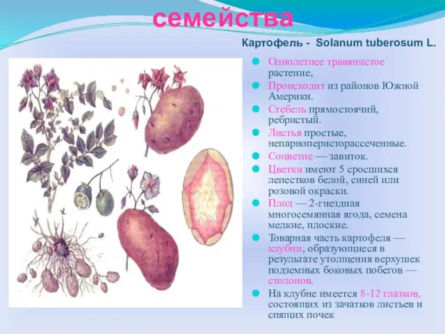 Культурные растения семейства Однолетнее травянистое растение, Происходит из районов Южной Америки. Стебель